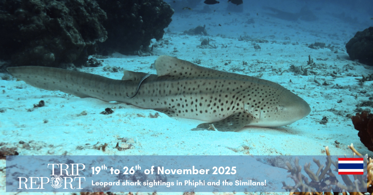 Leopard Shark Thailand Liveaboard