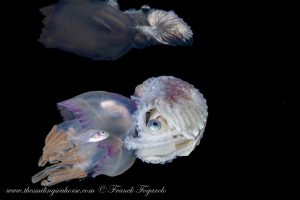 blackwater diving the andaman sea of thailand