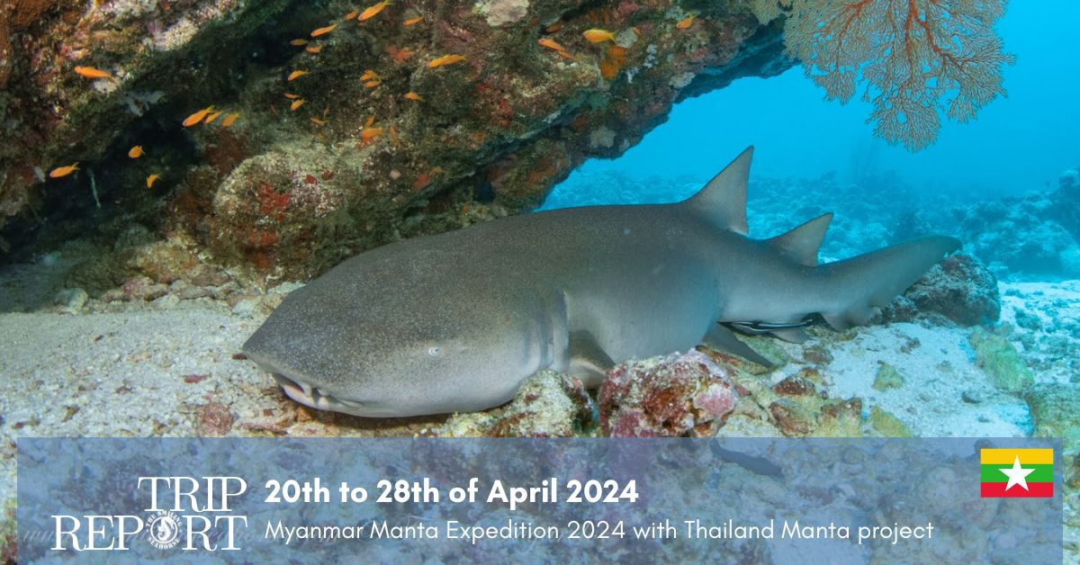 Trip report: Myanmar Manta Expedition 2024