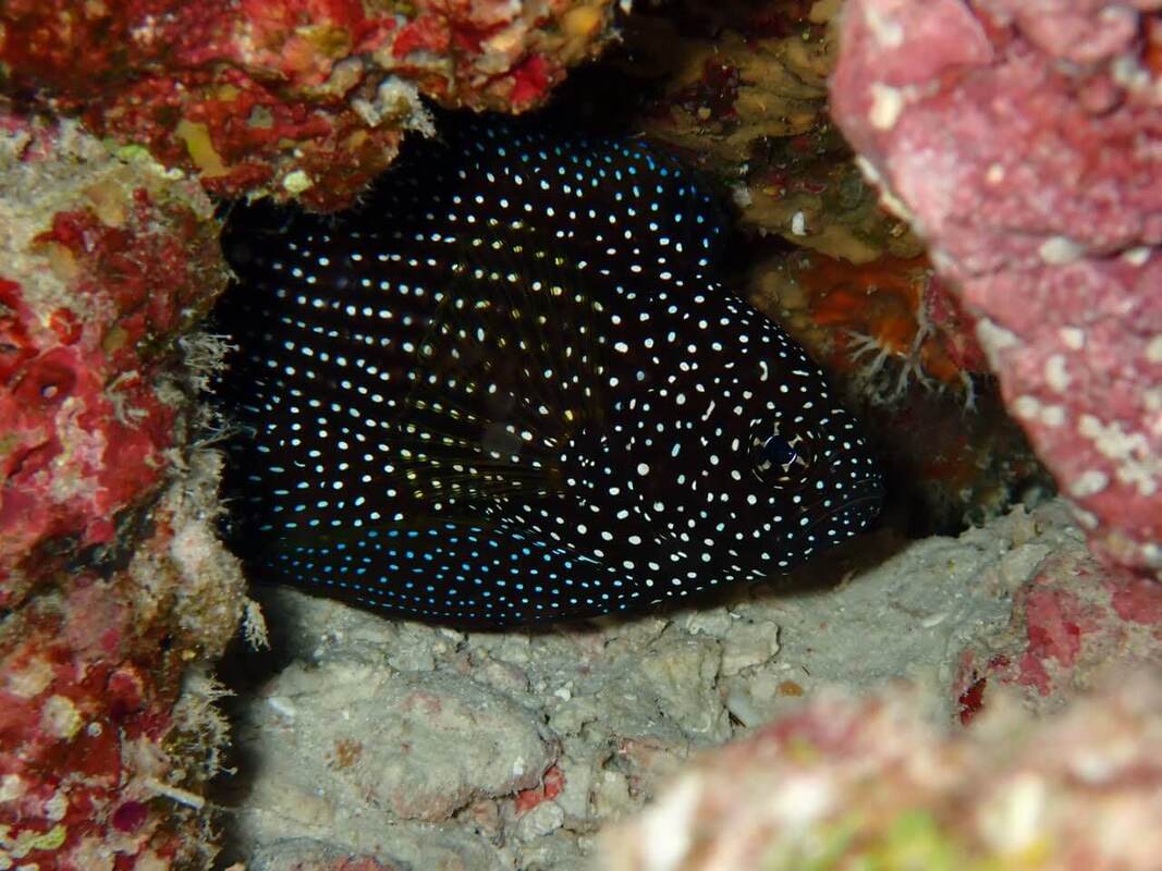 A dark Comet Fish with white spots tucked into a rocky crevice on a coral reef in the North Andaman Sea.