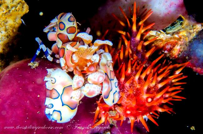 Amazing ... the harlequin shrimps!