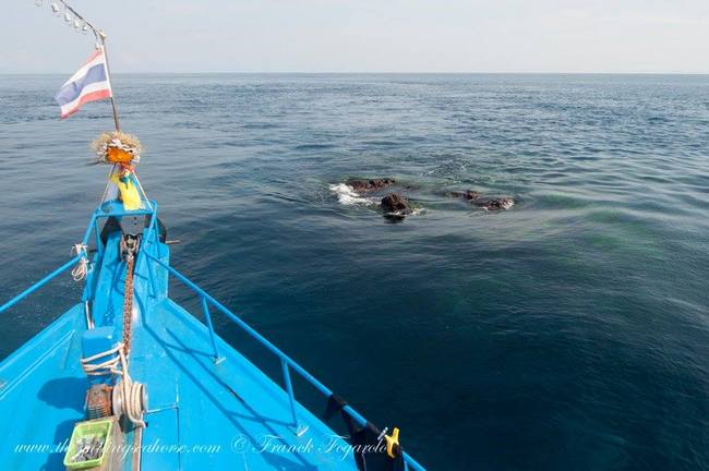 Best of Thailand Dive Cruise: Surin and Similan National parks
