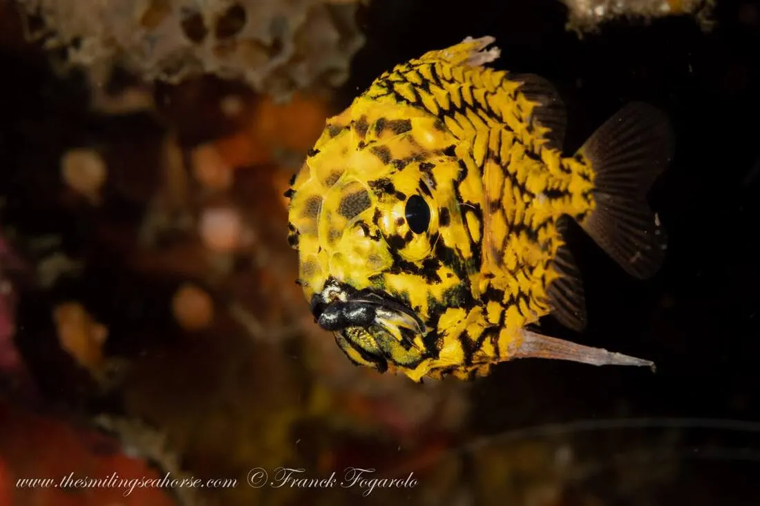 Underwater photography Pineapple fish