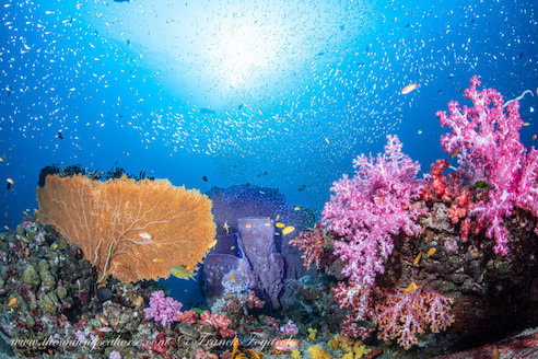 Beautiful reef, Similan Islands