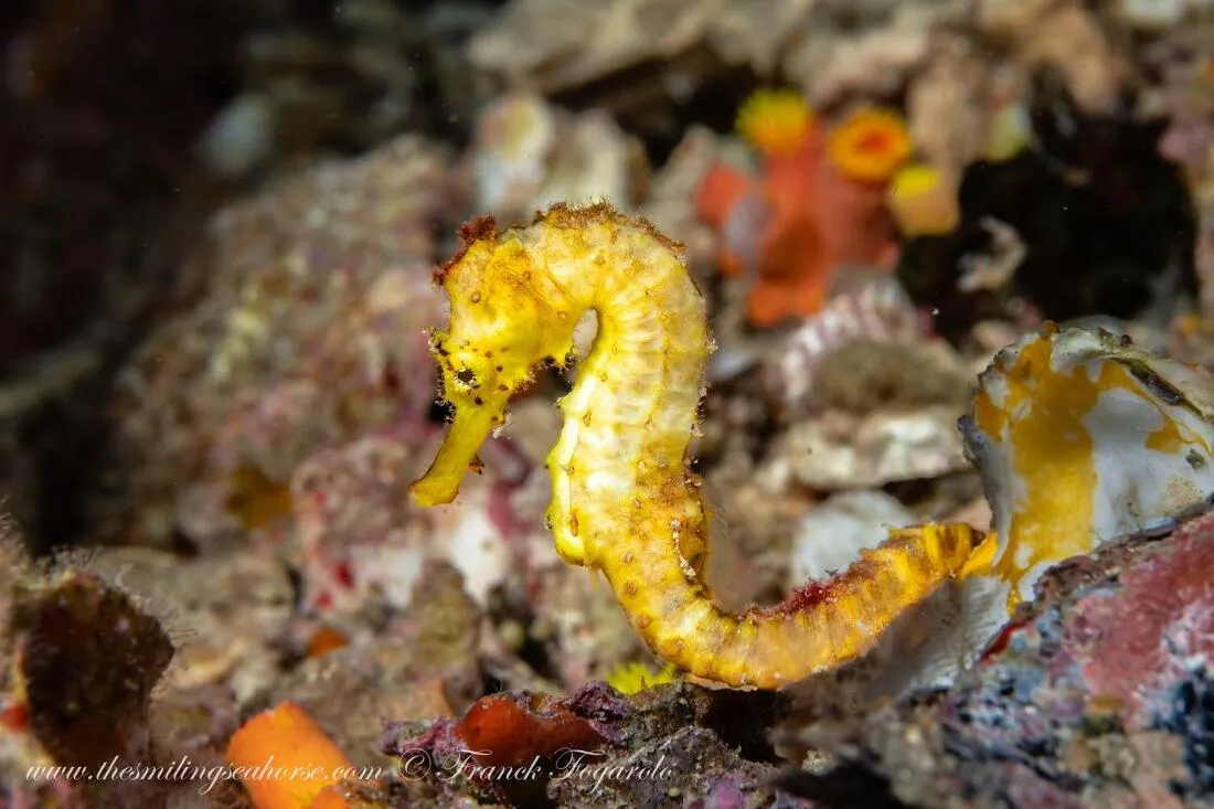 TIgertail seahorse Richelieu Rock