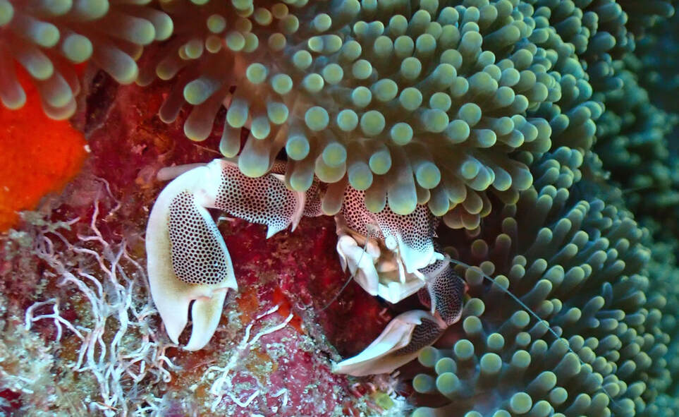 A Porcelain Anemone Crab (Neopetrolisthes maculatus) with its distinctive spotted pattern peeking out from the stinging tentacles of its host anemone.