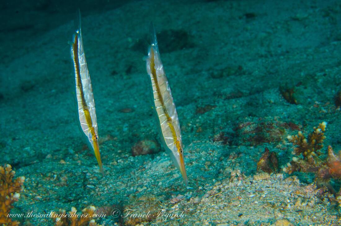 Two slender Razorfish (Aeoliscus strigatus) swimming in their characteristic vertical head-down position over a sandy seabed.