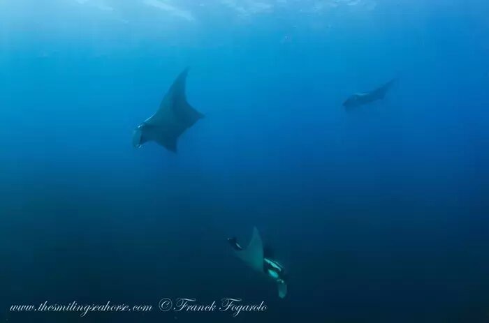 Three giant oceanic manta rays Mobula birostris swimming together