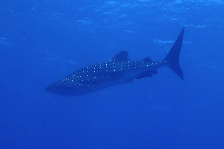 Incredible marine life encounter during our Myanmar liveaboard cruise