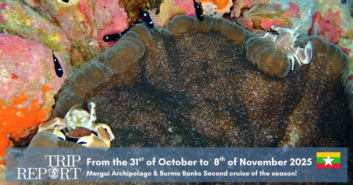 November 2025 dive trip report