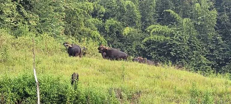 Gaur, Bos Gaurus