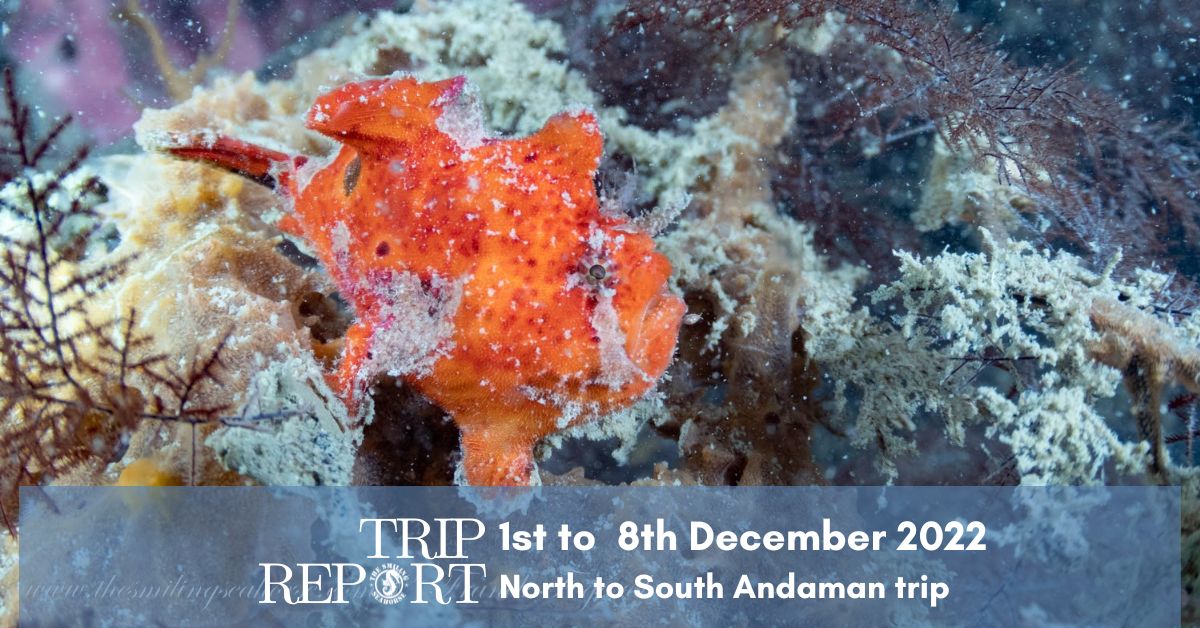 trip report onboard mv smiling seahorse december 2022