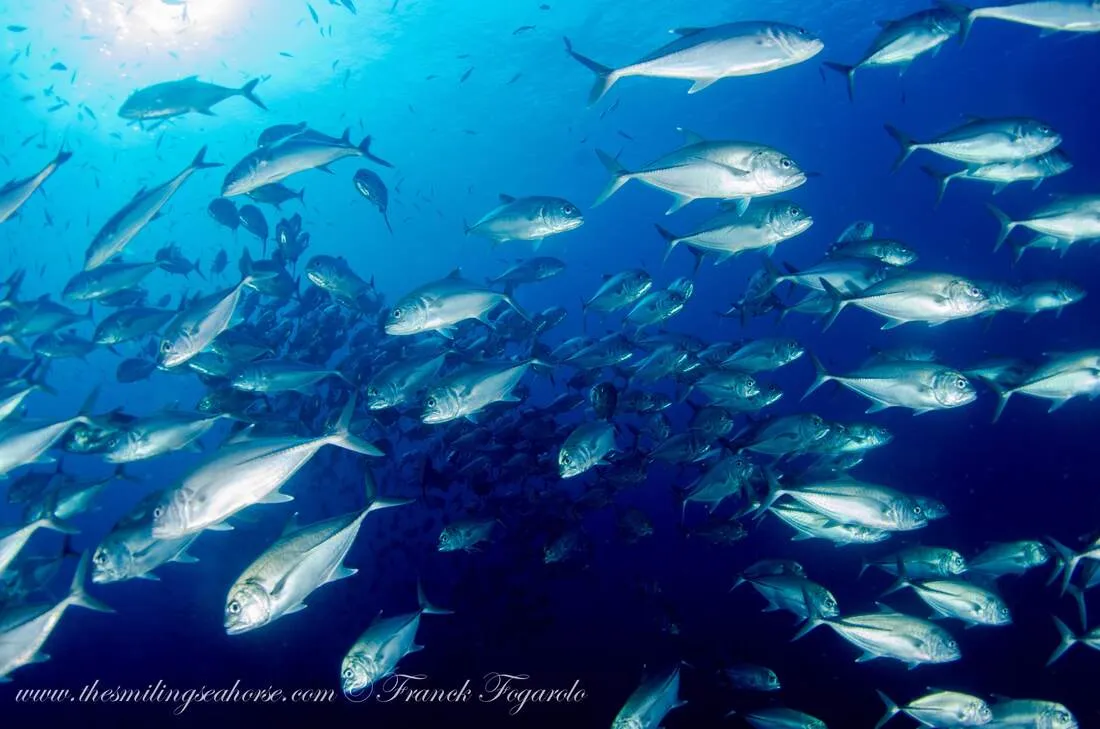 School of Jack fish