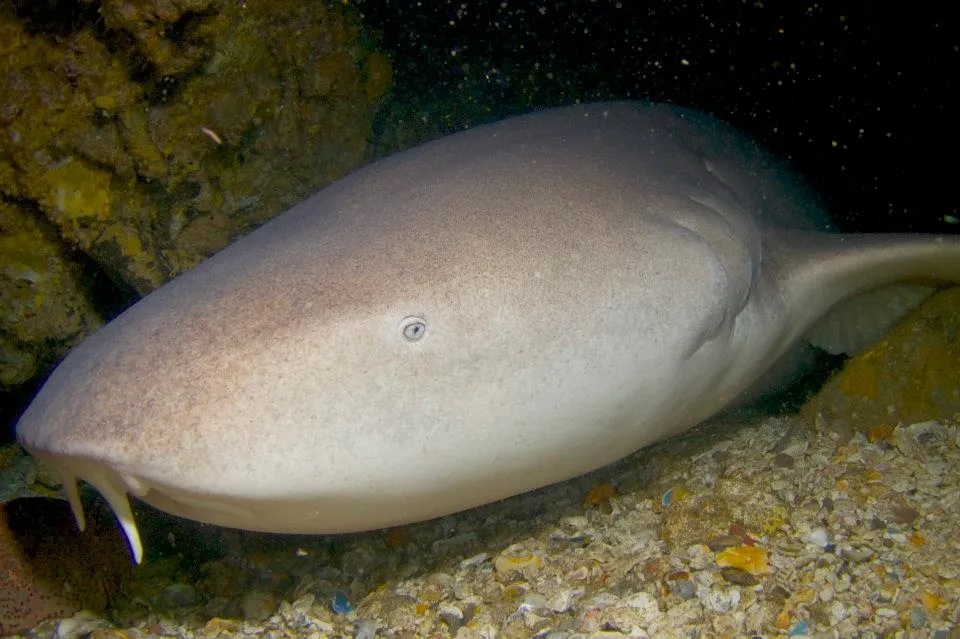 nurse shark, diving in burma, ranong thailand