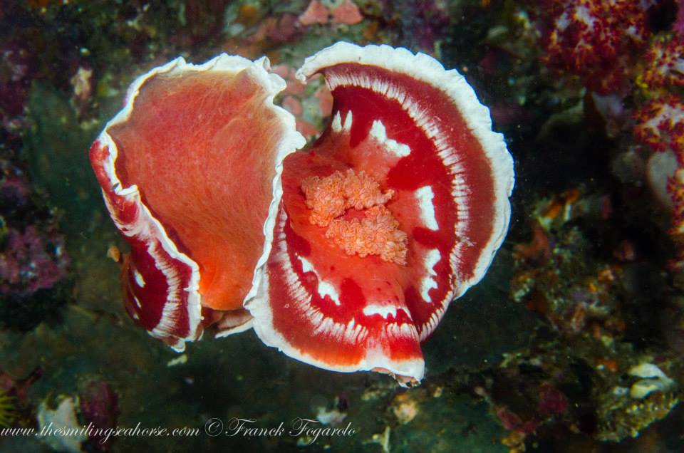 spanish dancer dancing