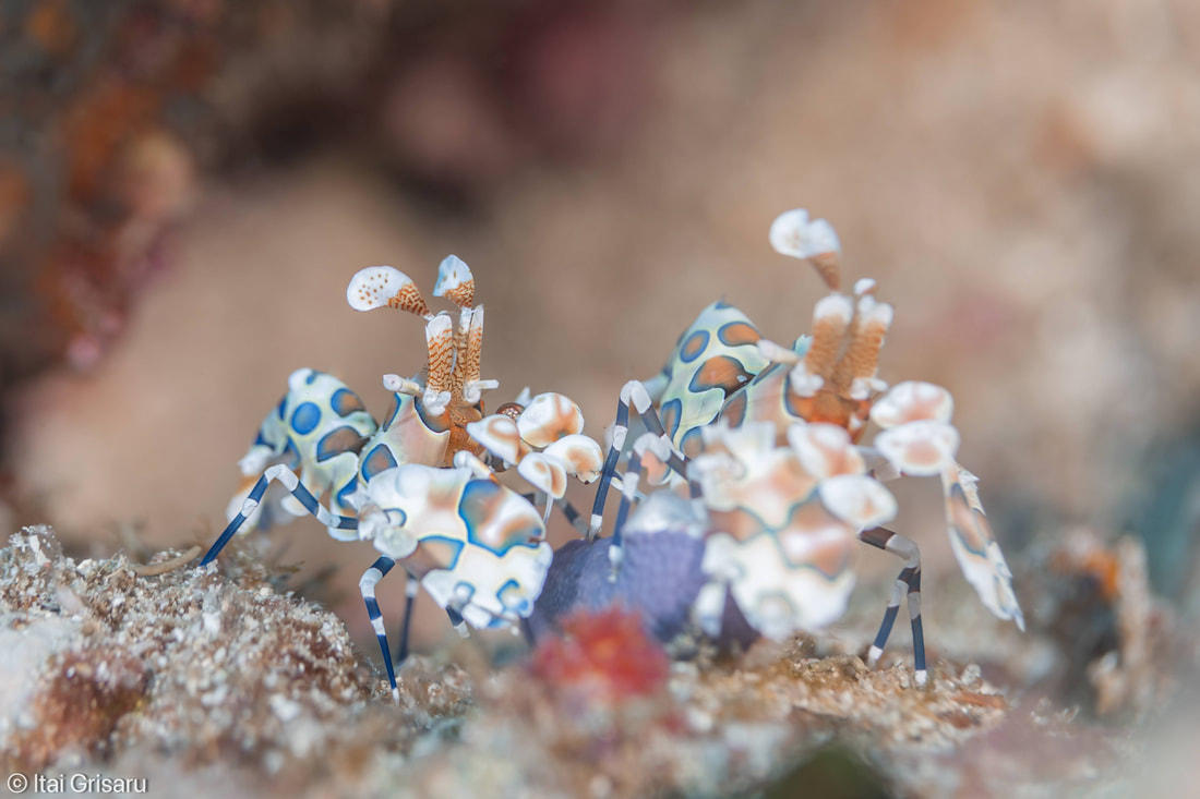 School of fish on richelieu rock, thailand
