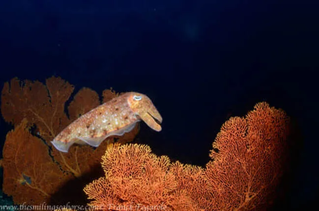 Cuttle Fish in Burma