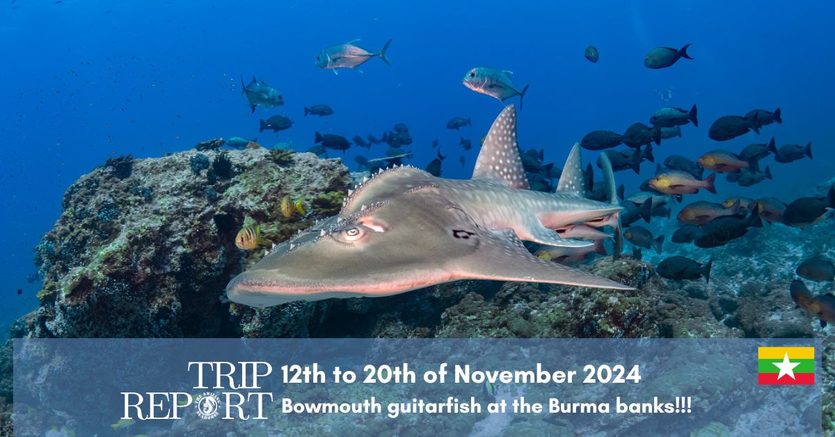 trip report Burma banks November 2024, a guitarfish!