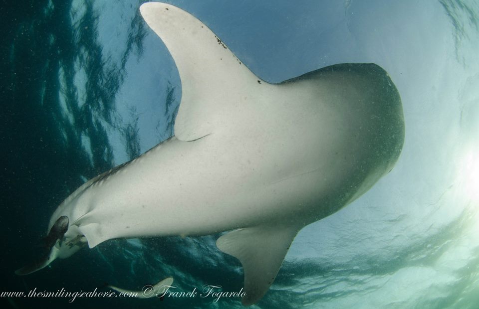 whale shark from below