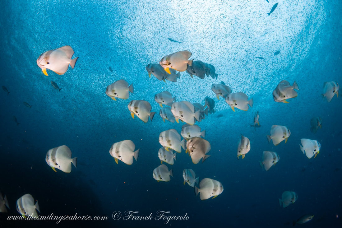 School of batfish swimming in the vibrant blue waters of the Andaman Sea, showcasing Thailand’s diverse marine life.