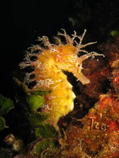 smiling seahorse, ranong