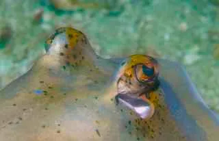 blue spoted ray taken by the smiling seahorse, ranong, thailand.