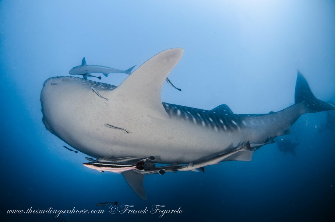 whaleshark