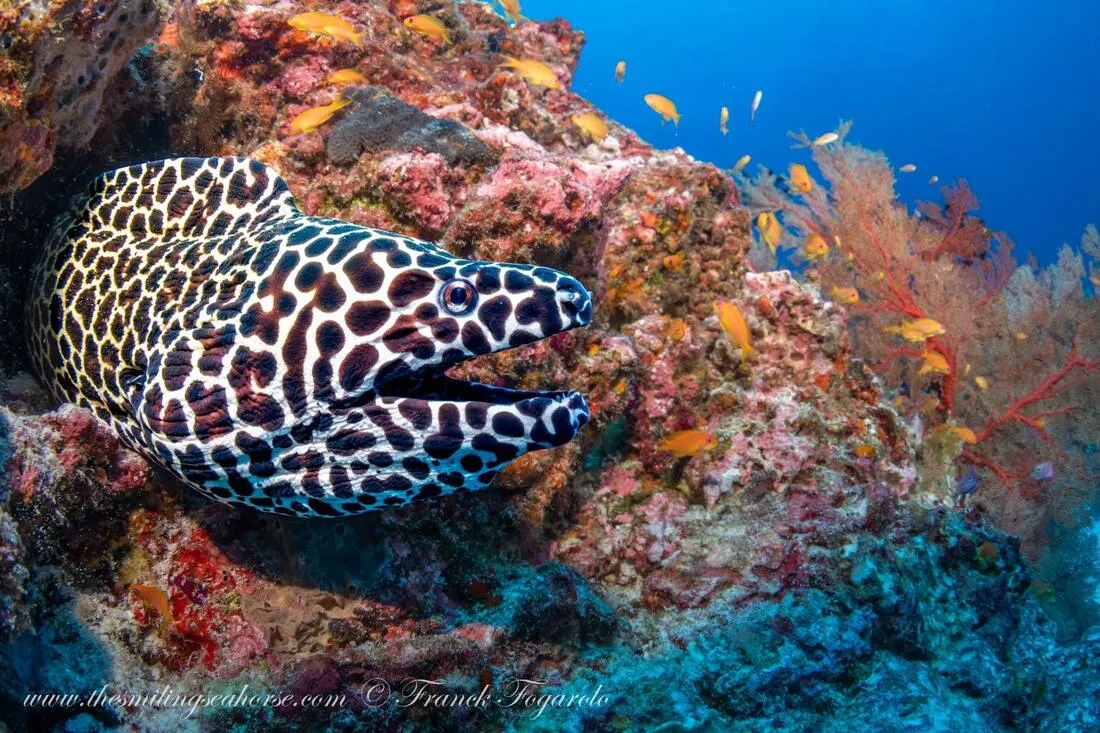 Honeycomb moray eel North Andaman Thailand