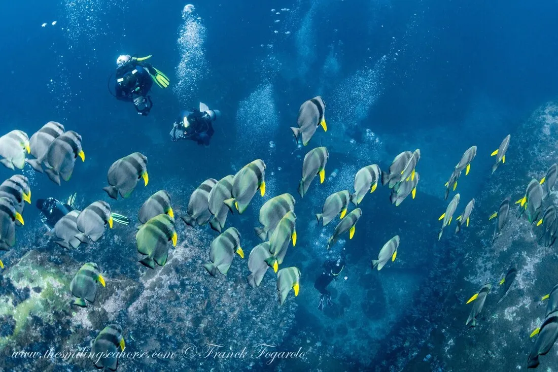 Angel fish