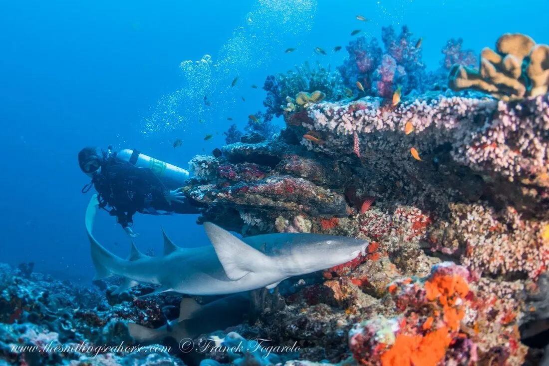 Nurse shark in Mergui Archipelago