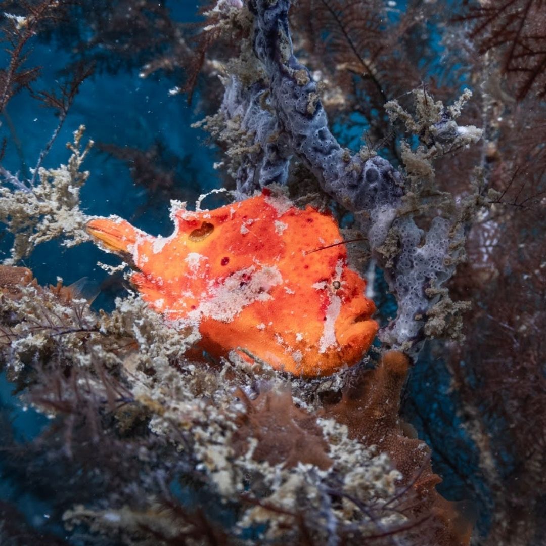 Frogfish 8 Mile Rock Tarutao National Park Koh Lipe