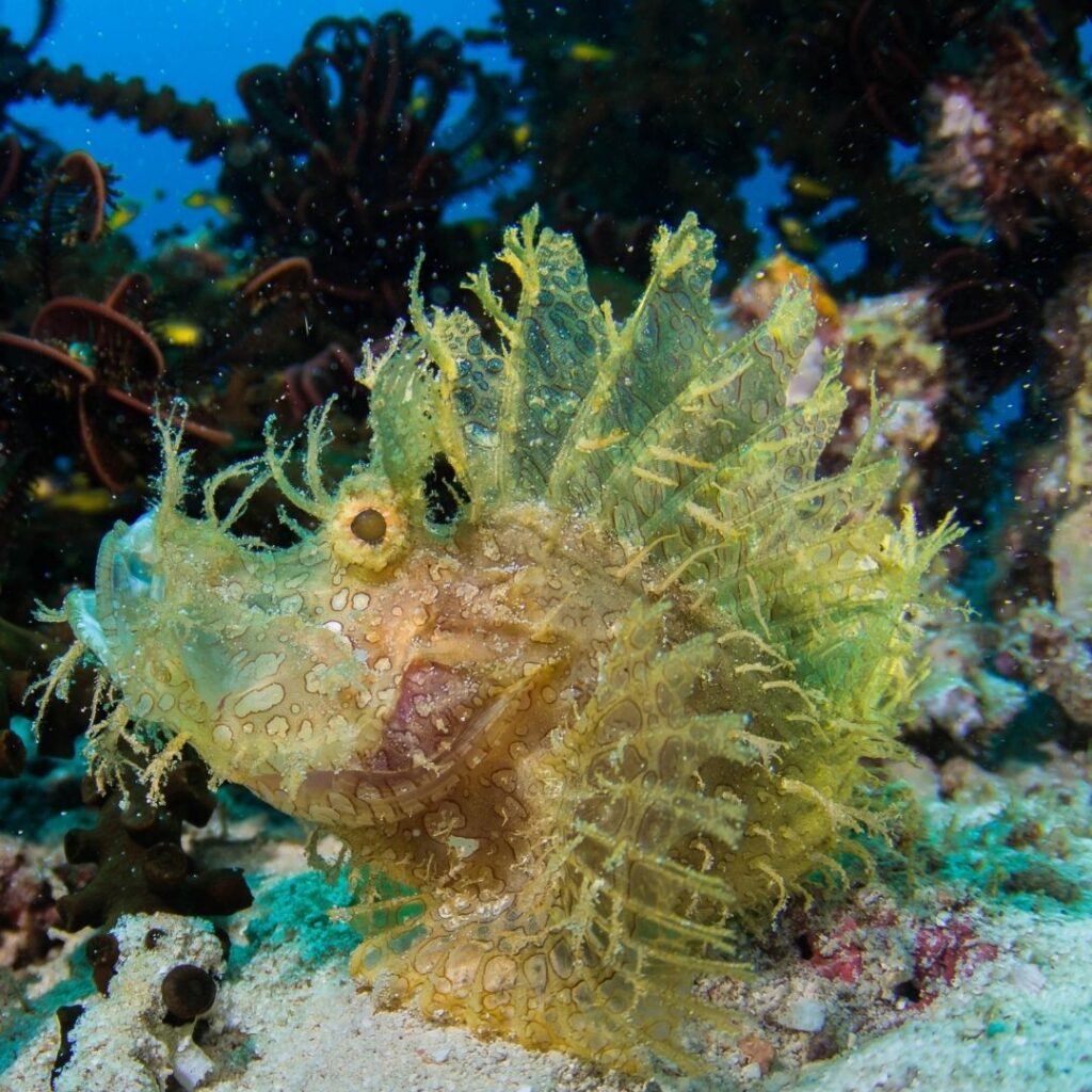 Rhinopias scorpionfish at Koh Tarue, Tarutao National Park