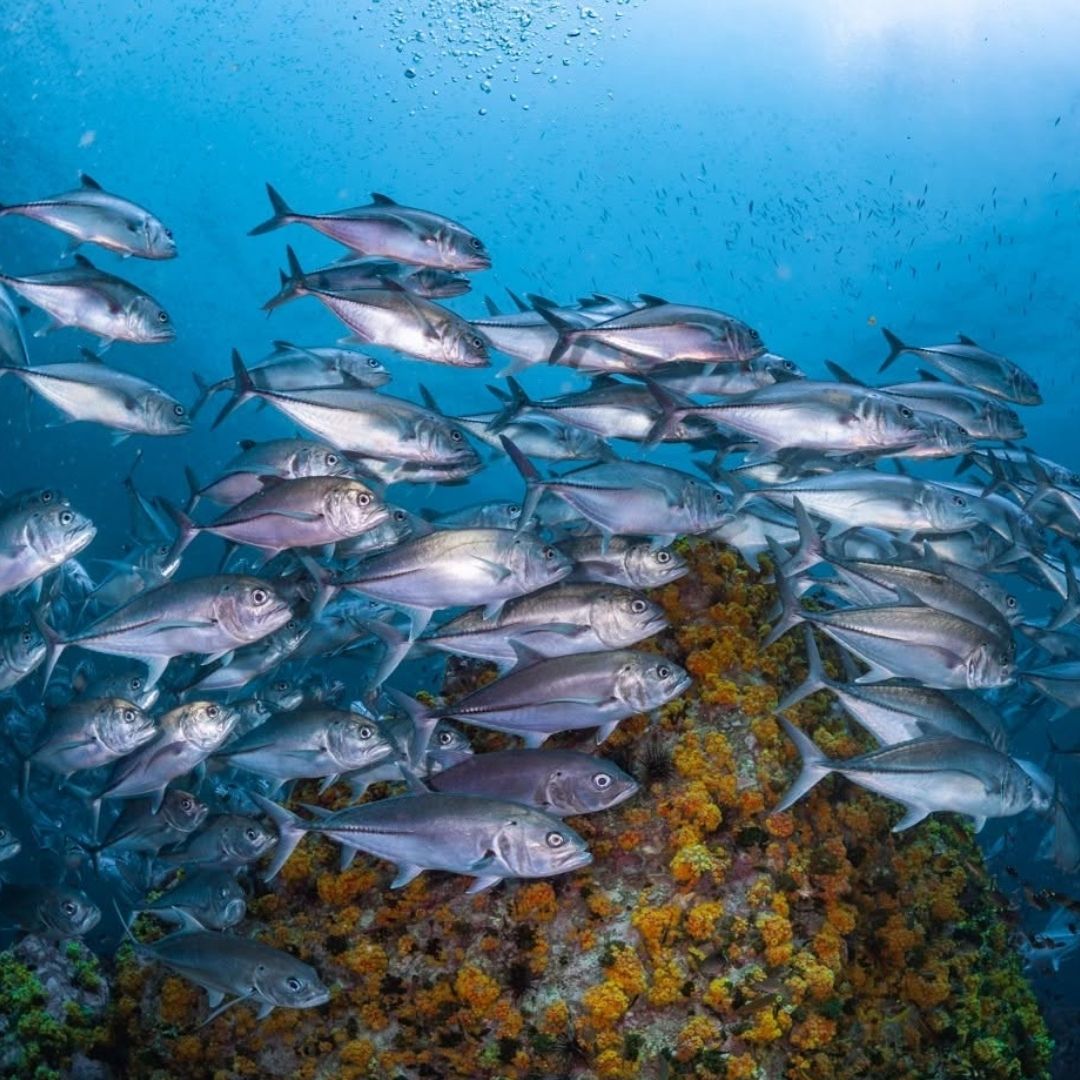 School of trevallies at 8 Mile Rock, Tarutao National Park near Koh Lipe