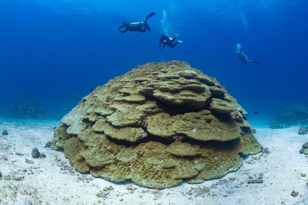 giant coral bummie
