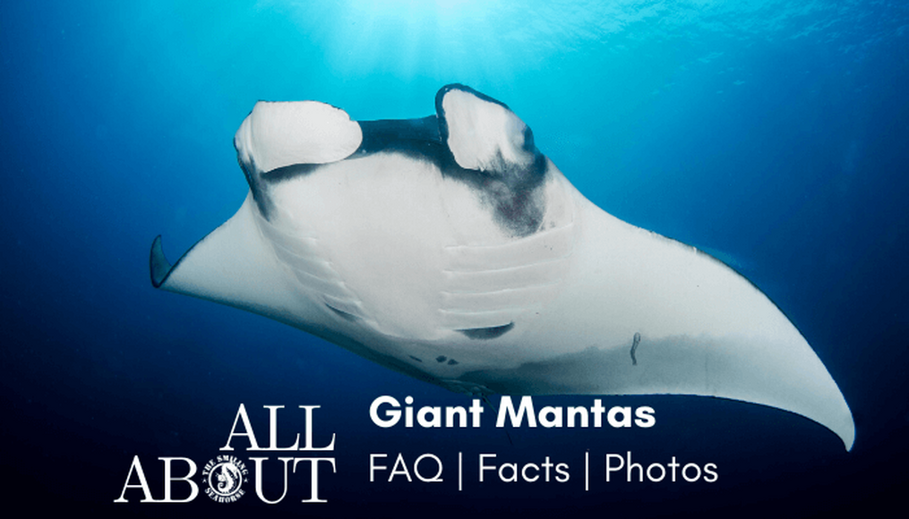 Giant Oceanic Manta Ray: FAQ, factsheet and photos
