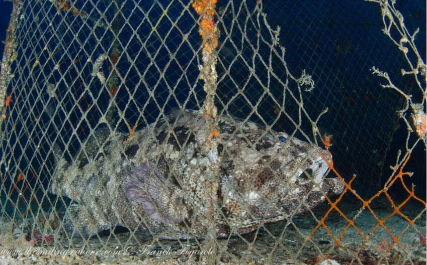 Debris and waste are harmful for the ocean and his inhabitants