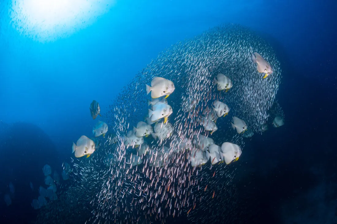 school of Batfish wide angle photography