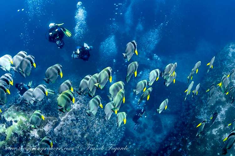 school of batfish in great viz