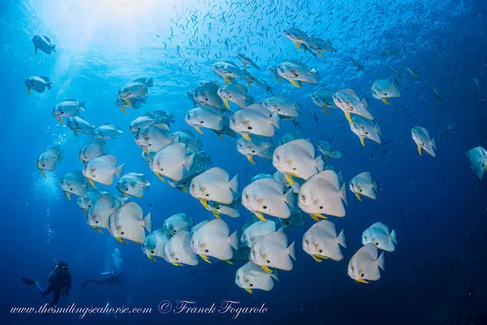 Batfish in Burmese dive site