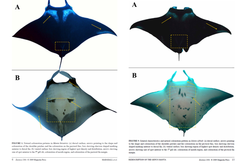 Comparison of dorsal and ventral patterns of giant oceanic manta ray Mobula birostris and reef manta Mobula alfredi