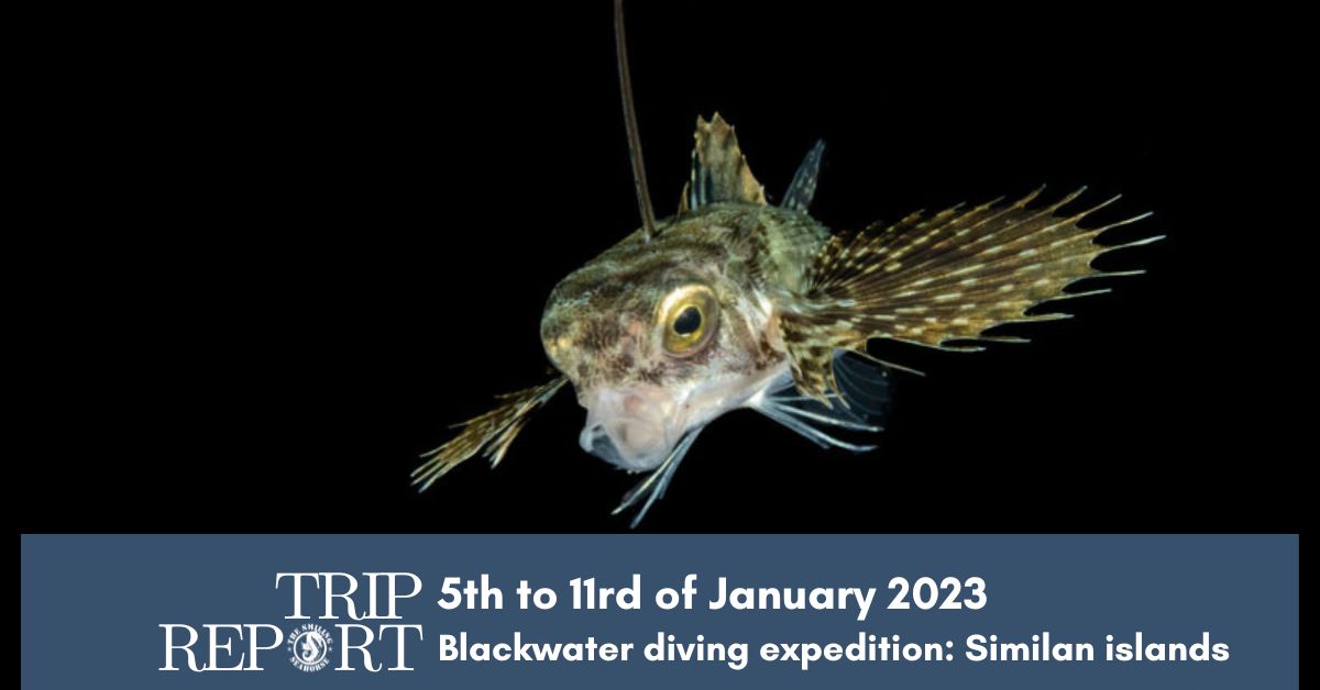 Trip report: Blackwater expedition in Similian + Richelieu Rock