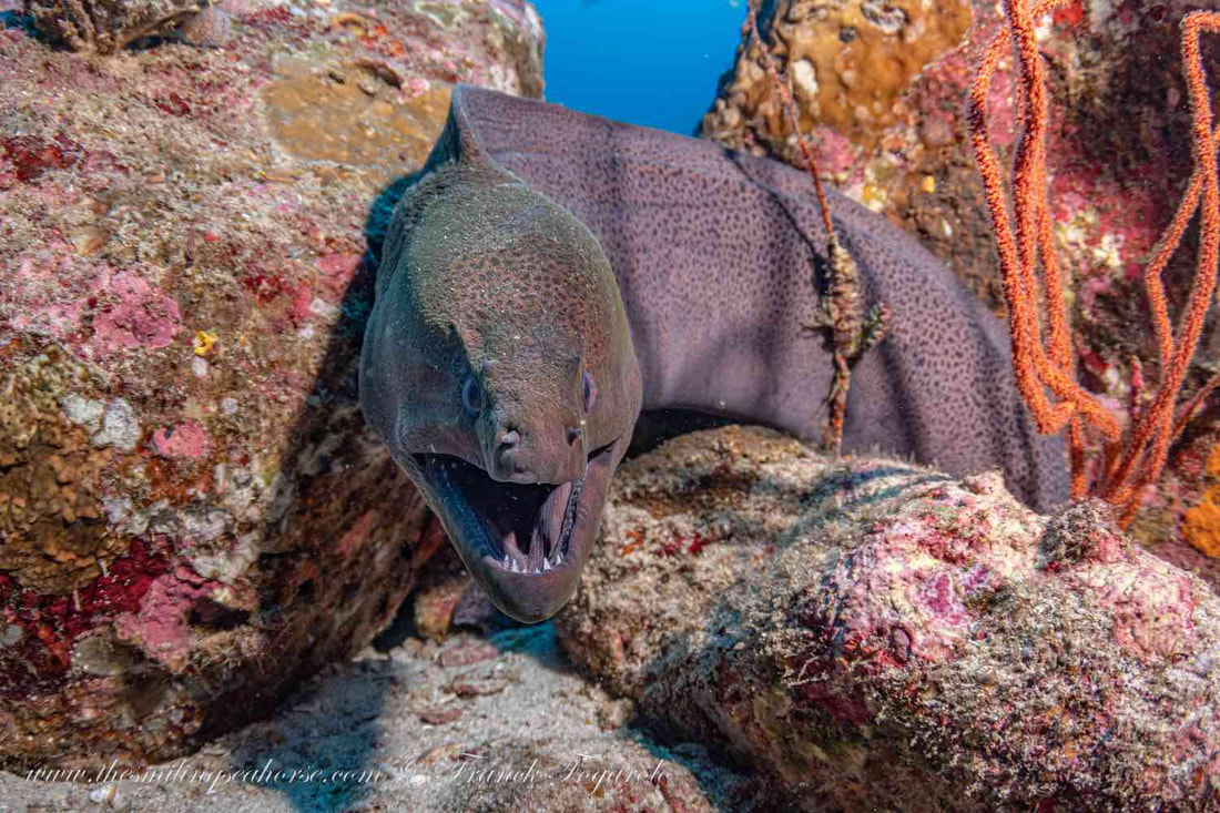 Moray Eel Richelieu Rock
