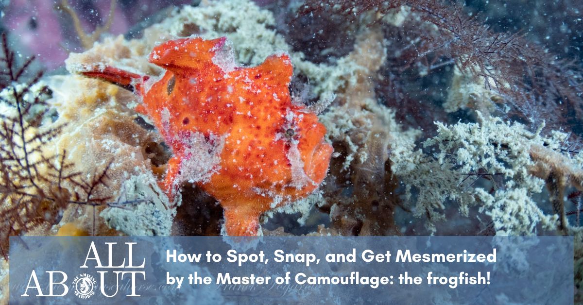How to Spot, Snap, and Get Mesmerized by the Master of Camouflage: The Frogfish!