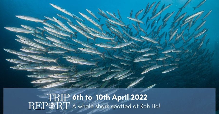 6th April North Andaman dive trip report