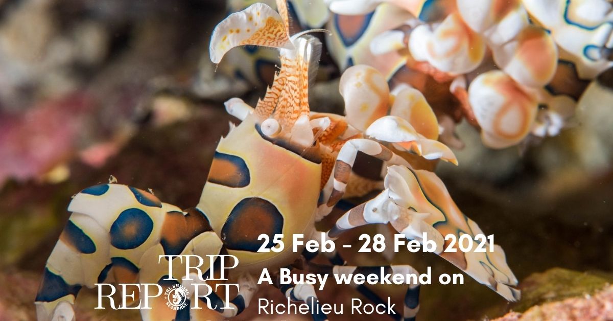 trip reports from surin and similan cruise in february 2021