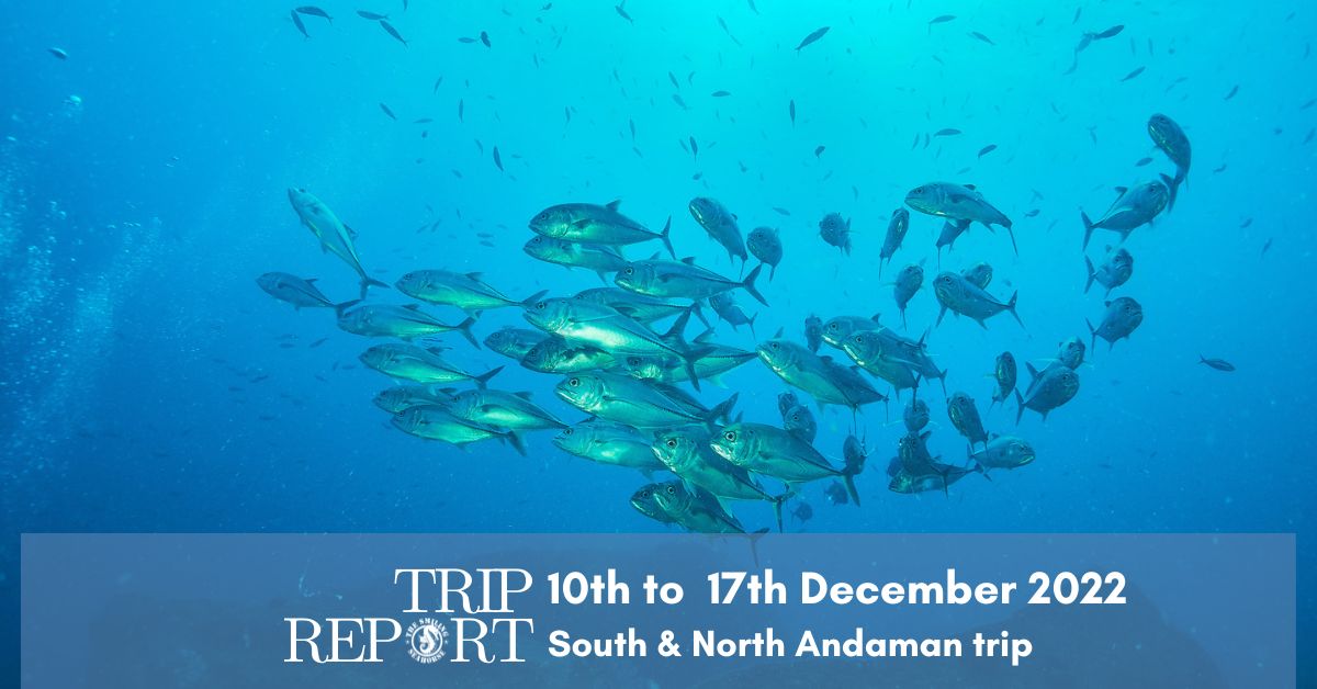 school of jackfish in North Andaman, Thailand