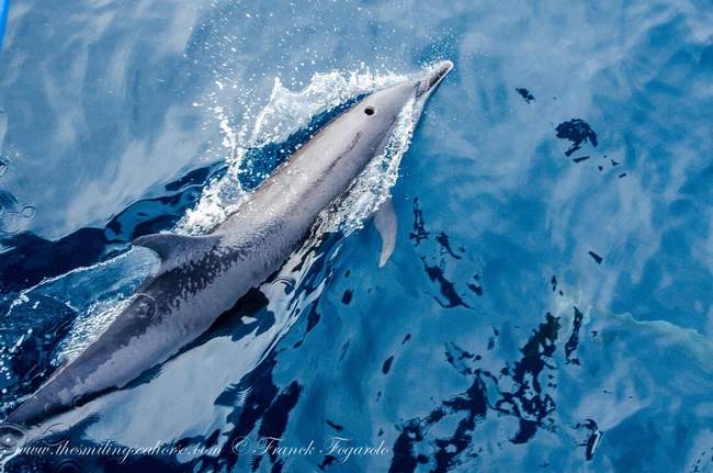 Dolphins following our boat in between dives in Myanmar