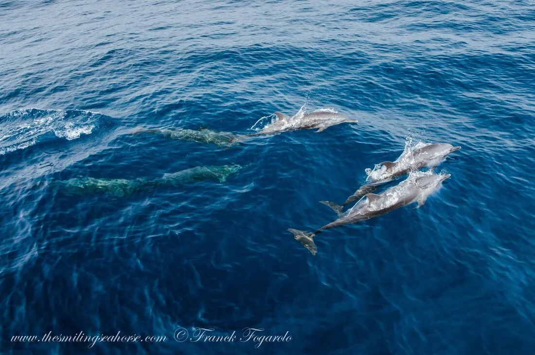 Hunting Dolphins