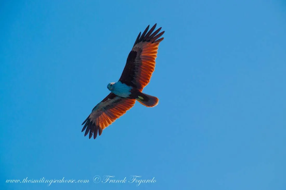 Eagle looking for a prey