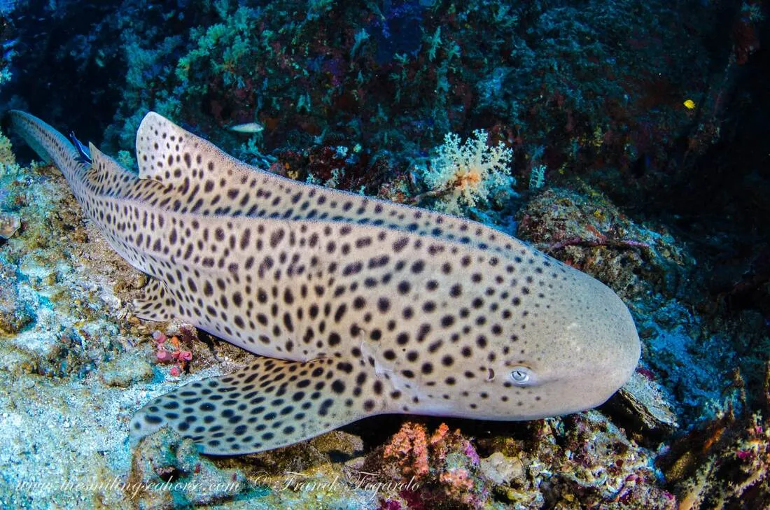 Leopard Shark